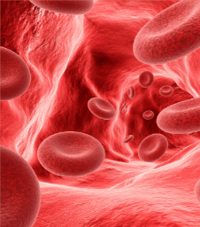 Blood-derived stem cells